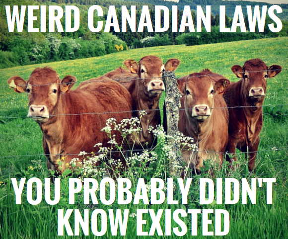 Funny Laws In Canada